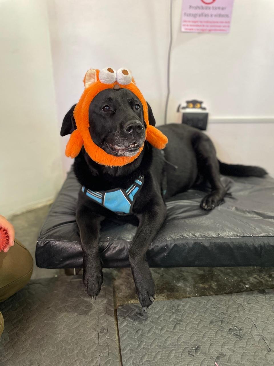 Equipo de rehabilitación